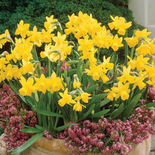 Load image into Gallery viewer, DAFFODIL MINIATURE TETE-A-TETE 5PK
