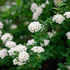 SPIREA SNOW MOUND 3.3L