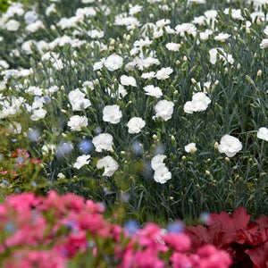 DIANTHUS ANGEL OF PURITY 1.5L