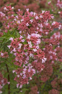 ABELIA RASPBERRY PROFUSION