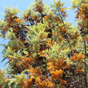 GREVILLEA ROBUSTA