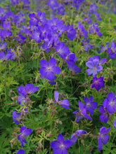 Load image into Gallery viewer, GERANIUM JOHNSON&#39;S BLUE 14CM
