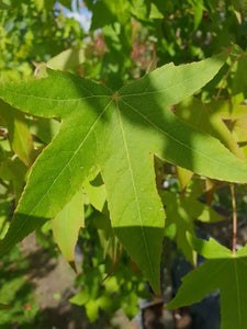 LIQUIDAMBAR STYRACIFLUA LANE ROBERTS PB28