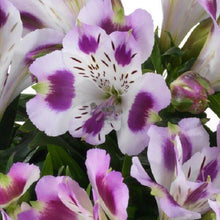 Load image into Gallery viewer, ALSTROEMERIA COMPACT INTICANCHA PASSION 2.5L
