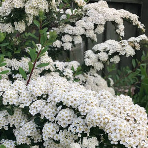 SPIREA SNOW MOUND 3.3L