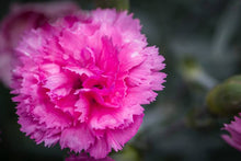 Load image into Gallery viewer, DIANTHUS MAGNIFI-SCENT CANDY FLOSS MAUVE 14CM
