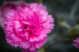 DIANTHUS MAGNIFI-SCENT CANDY FLOSS MAUVE 14CM