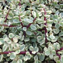 Load image into Gallery viewer, PORTULACARIA AFRA VARIEGATA 1.9L
