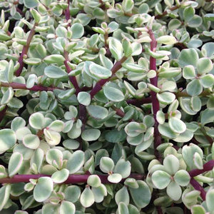 PORTULACARIA AFRA VARIEGATA 1.9L