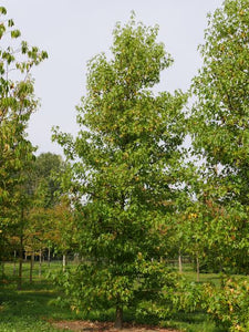 LIQUIDAMBAR STYRACIFLUA LANE ROBERTS PB28