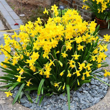 Load image into Gallery viewer, DAFFODIL MINIATURE TETE-A-TETE 5PK
