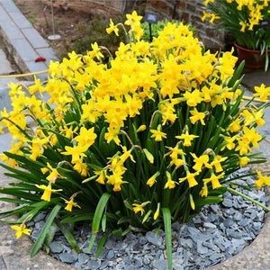 DAFFODIL MINIATURE TETE-A-TETE 5PK