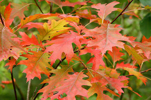 QUERCUS RUBRA NORTHERN RED OAK PB28