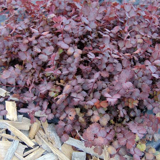 ACAENA INERMIS PURPUREA BIDIBIDI 1.0L