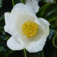 Load image into Gallery viewer, CAMELLIA HYBRID SILVER COLUMN 4.0L
