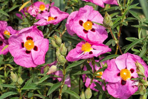 CISTUS BRILLIANCY 3.3L