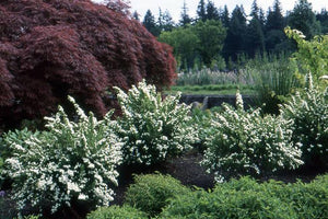 SPIREA SNOW MOUND 3.3L