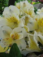 Load image into Gallery viewer, ALSTROEMERIA COMPACT INTICANCHA SUNLIGHT 2.5L
