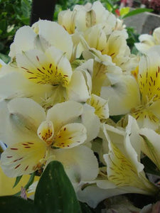 ALSTROEMERIA COMPACT INTICANCHA SUNLIGHT 2.5L