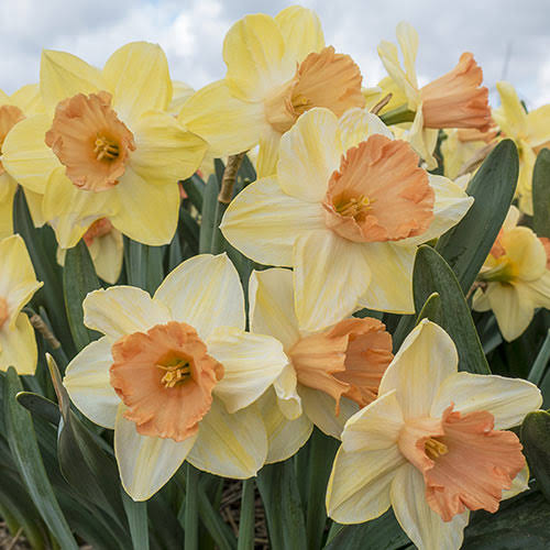 DAFFODIL LARGE CUPPED TICKLED PINKEEN 5PK