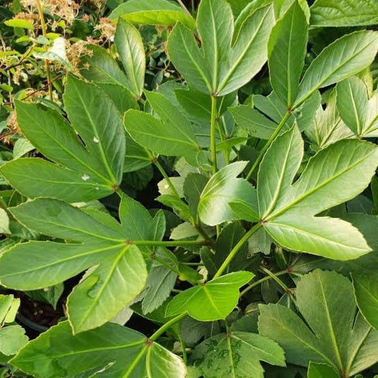 PSEUDOPANAX LESSONII CYRIL WATSON PB12