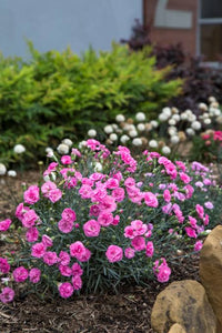 DIANTHUS MAGNIFI-SCENT CANDY FLOSS MAUVE 14CM