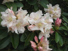 Load image into Gallery viewer, RHODODENDRON UNIQUE 6.0L
