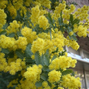 ACACIA BAILEYANA COOTAMUNDRA WATTLE PB6.5