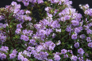 HEBE LILAC MIST 2.5L