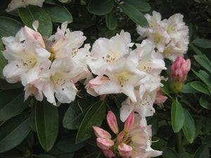 RHODODENDRON UNIQUE 6.0L