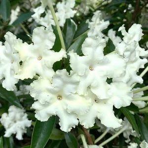 BRUNFELSIA WHITE CAPS 2.5L