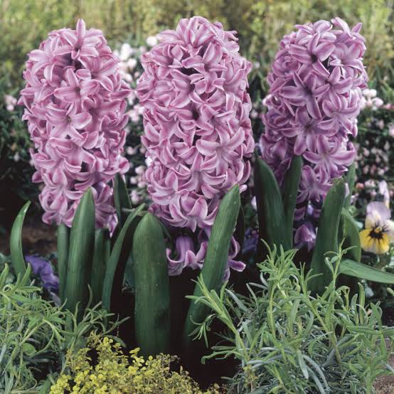 HYACINTH SINGLE SPLENDID CORNELIA 3PK