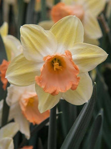 DAFFODIL LARGE CUPPED TICKLED PINKEEN 5PK