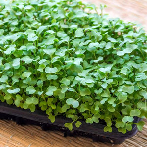 MUSTARD QUICK SALAD SEED