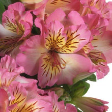 Load image into Gallery viewer, ALSTROEMERIA COMPACT INTICANCHA SUNSHINE 2.5L
