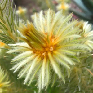 PHYLICA PUBESCENS FLANNEL FLOWER 3.3L