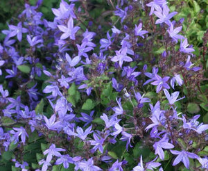 CAMPANULA PORSCHARSKYANA 14CM