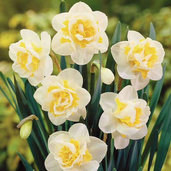 DAFFODIL DOUBLE WHITE LION 5PK