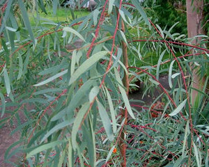 EUCALYPTUS NICHOLII PEPPERMINT GUM