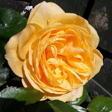 Load image into Gallery viewer, ROSE BUSH FLORIBUNDA ABSOLUTELY FABULOUS
