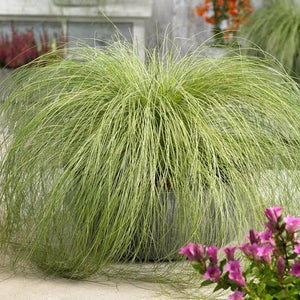 CAREX COMANS FROSTED CURLS 12CM