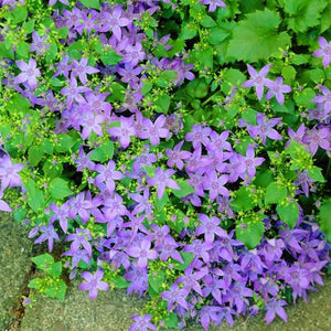 CAMPANULA PORSCHARSKYANA 14CM