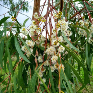 EUCALYPTUS NICHOLII PEPPERMINT GUM