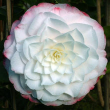 Load image into Gallery viewer, CAMELLIA JAPONICA AMAZING GRACES 4.0L
