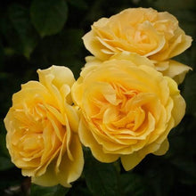 Load image into Gallery viewer, ROSE BUSH FLORIBUNDA ABSOLUTELY FABULOUS
