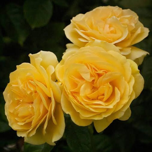 ROSE BUSH FLORIBUNDA ABSOLUTELY FABULOUS