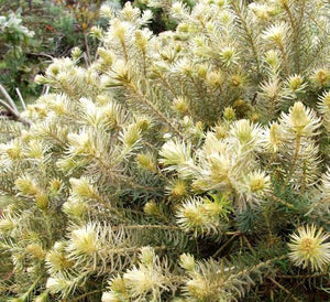 PHYLICA PUBESCENS FLANNEL FLOWER 3.3L