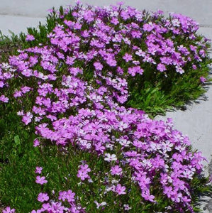 PHLOX GREENCOURT VIOLET 14CM