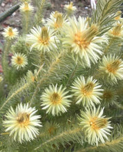 Load image into Gallery viewer, PHYLICA PUBESCENS FLANNEL FLOWER 3.3L
