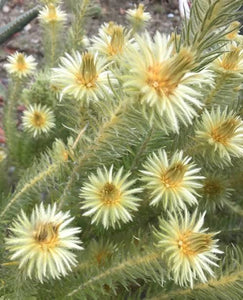 PHYLICA PUBESCENS FLANNEL FLOWER 3.3L